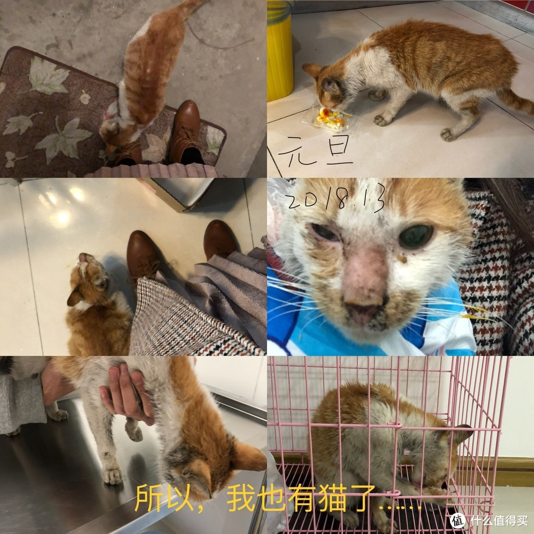 高爷家麦肯鸡鸡肉猫粮究竟好不好？毛孩子说了算！