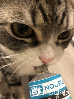 关于猫咪营养膏，铲屎官需要了解这些问题