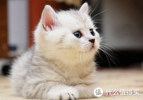 猫咪换粮拉稀怎么办？猫用益生菌的好处要知道！