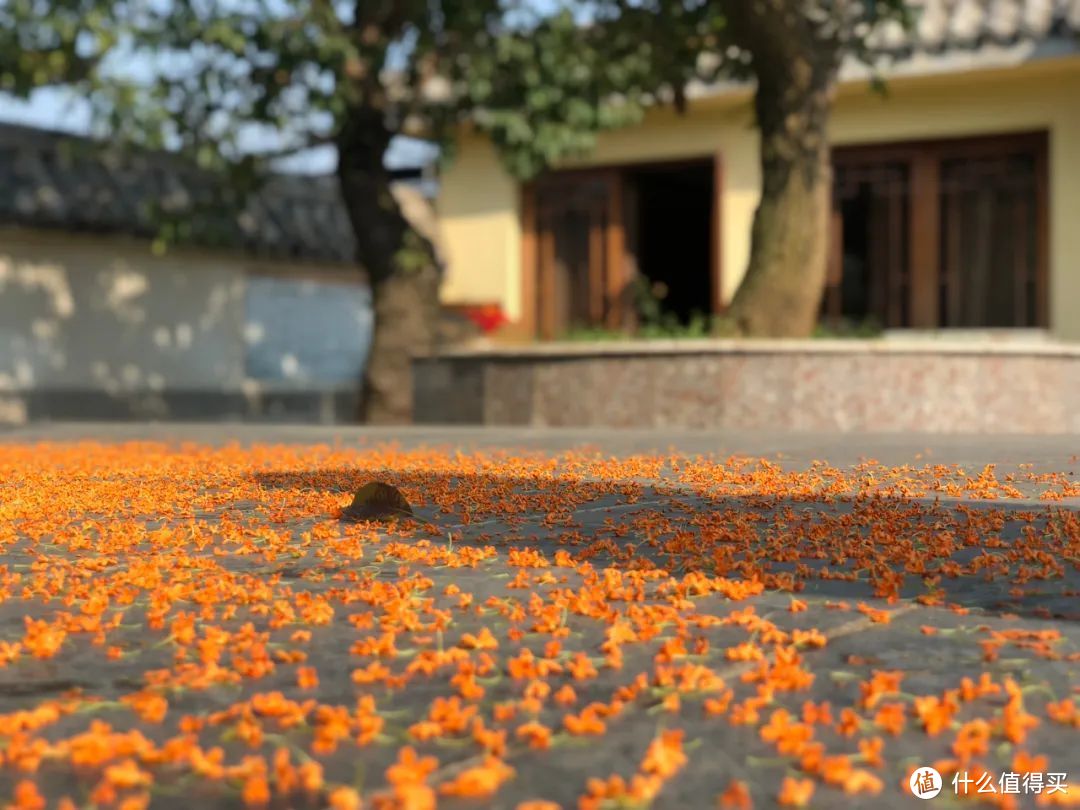 一场秋雨过后，一地桂花。©图虫创意