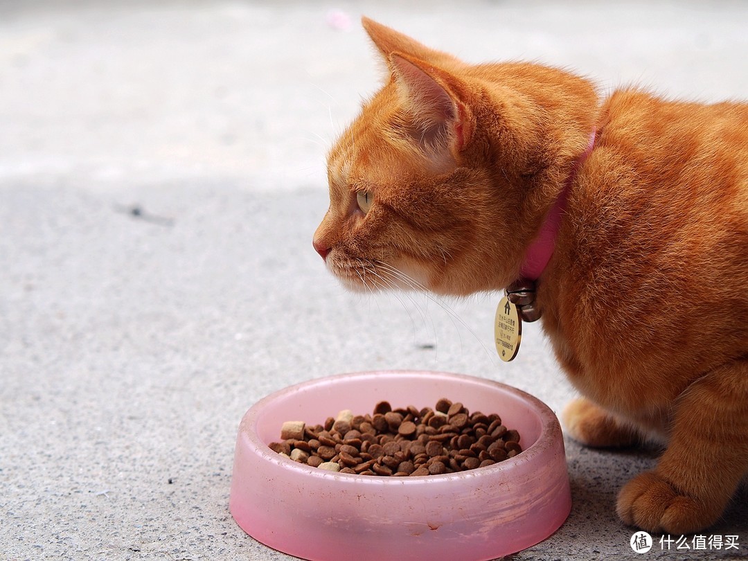 几乎全肉制作，给主子爱吃的高性价比猫粮