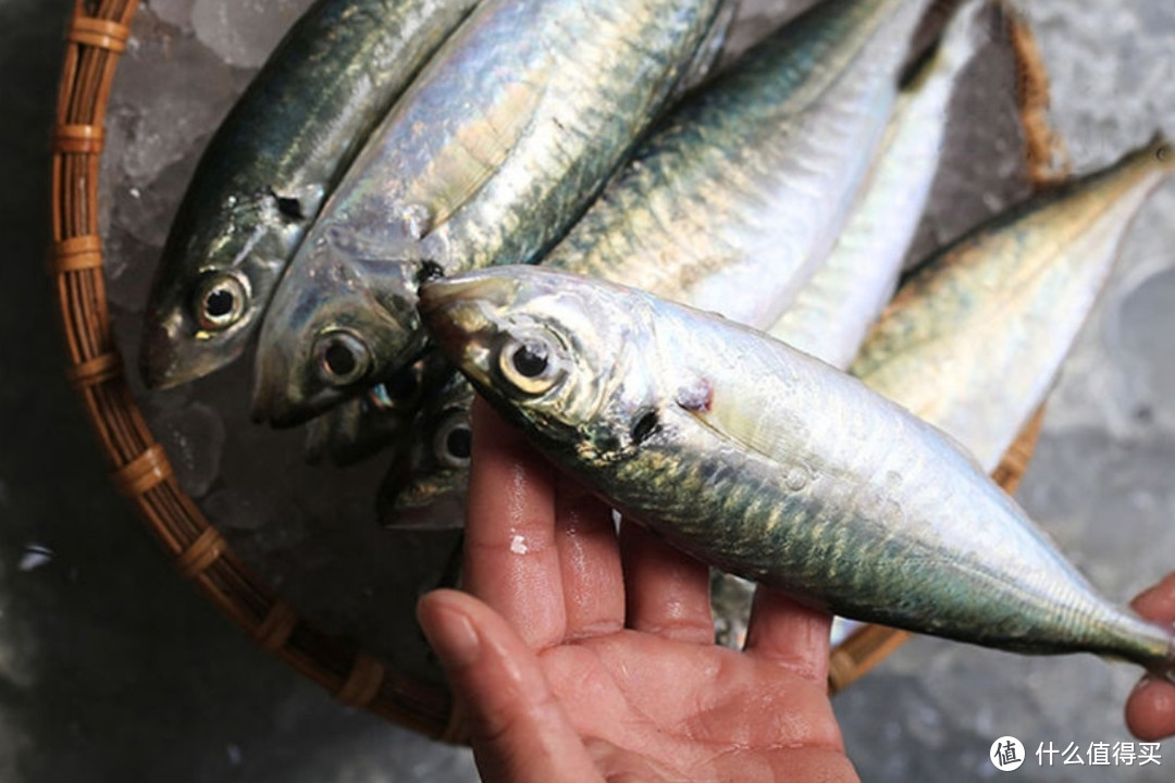 買海魚,懂吃人專挑這6種,都是純野生無法養殖,好吃不貴還營養