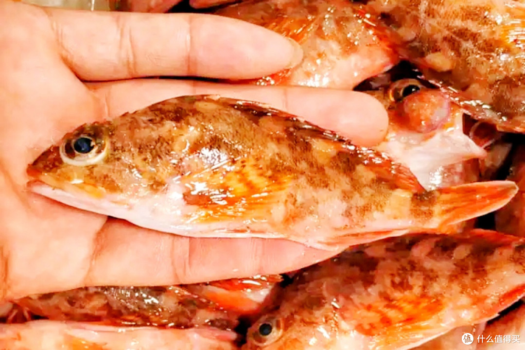 买海鱼,懂吃人专挑这6种,都是纯野生无法养殖,好吃不贵还营养