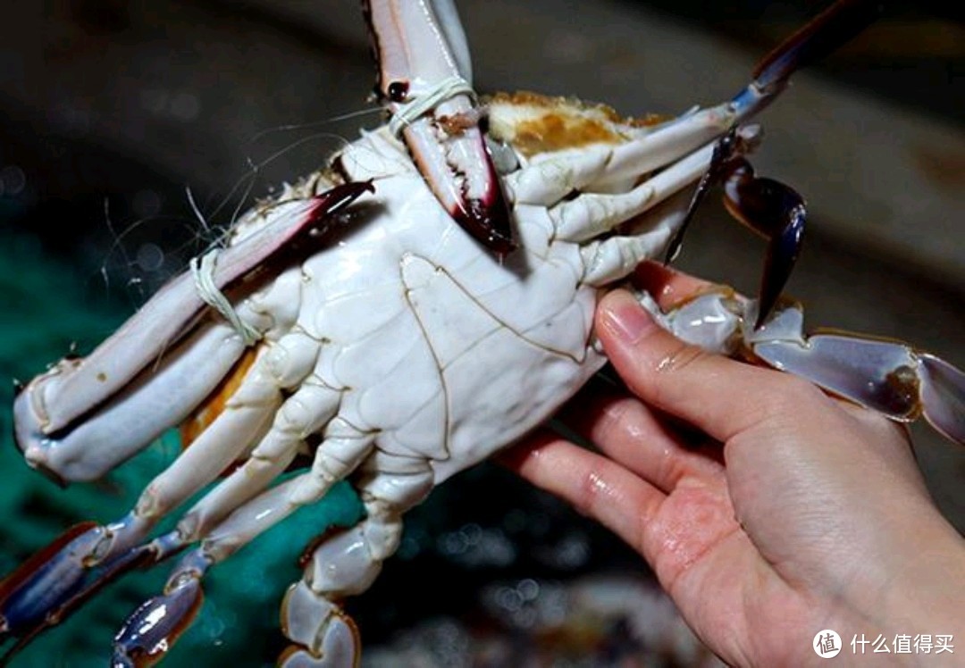秋风起蟹黄肥，看完这篇你还认为自己真的会吃螃蟹吗？