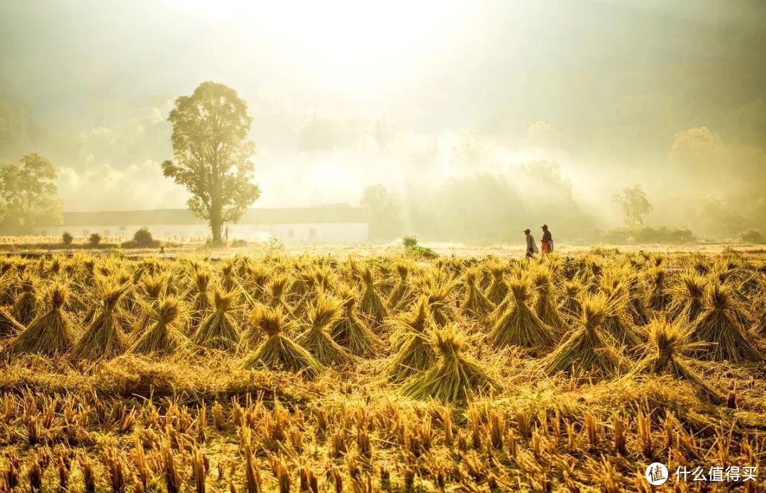 江西农村收割后的农田风光。©图虫创意