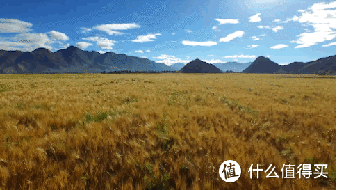 西藏日喀则市江孜县紫金乡的万亩青稞田。（图源网络）
