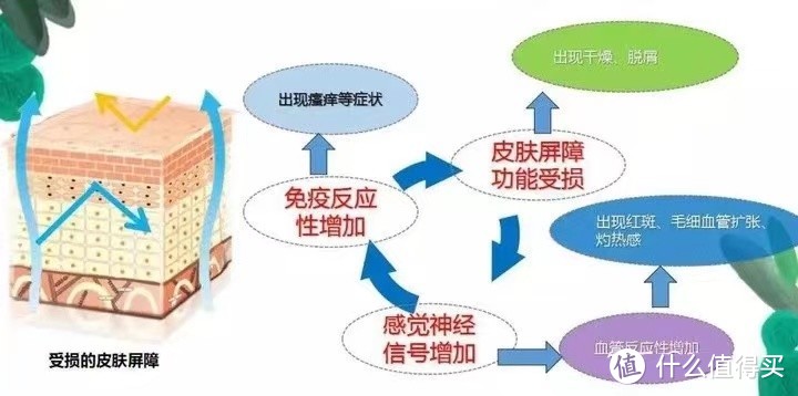 敏皮护肤指南&好物推荐|敏感皮到底咋回事？该如何护肤？有哪些产品搭配？