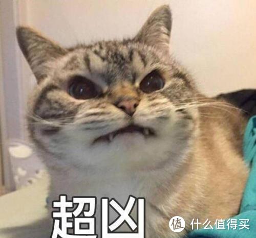 养猫攻略｜笼养的猫咪都怎么样了