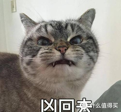 养猫攻略｜笼养的猫咪都怎么样了