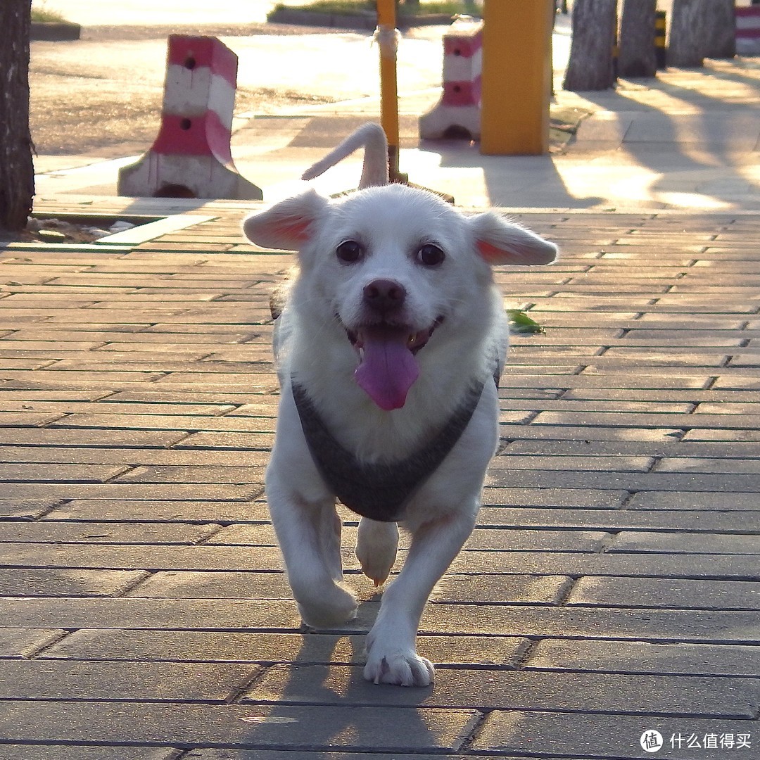 疫情下的旅行困境，我直接跨国搬家