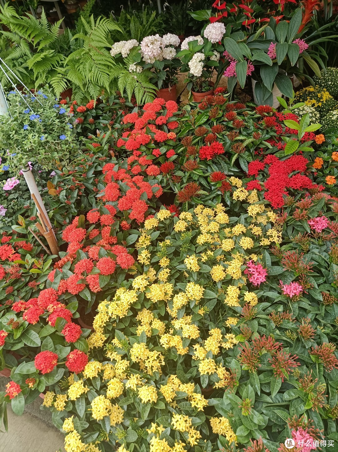 带你走入广州郊区的某花草小市场，大家一起来看花--1