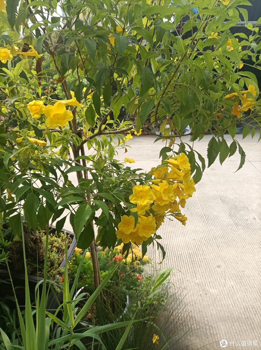 带你走入广州郊区的某花草小市场，大家一起来看花--1