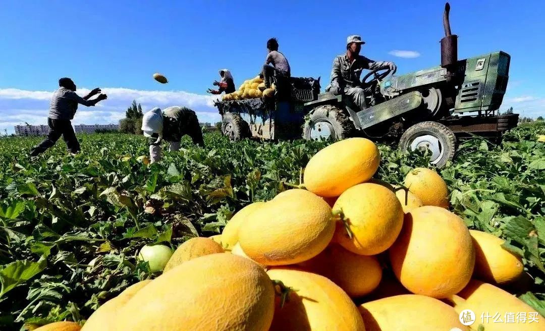 正在瓜田收获蜜瓜的瓜农们  ©️瓜州发布