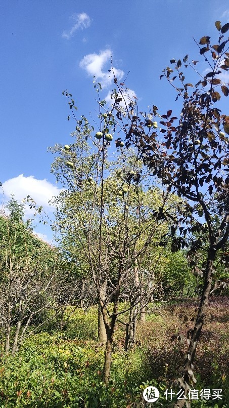 路边树上长的梨子还是苹果，到底味道如何？古人诚不欺我，道旁苦李是为真