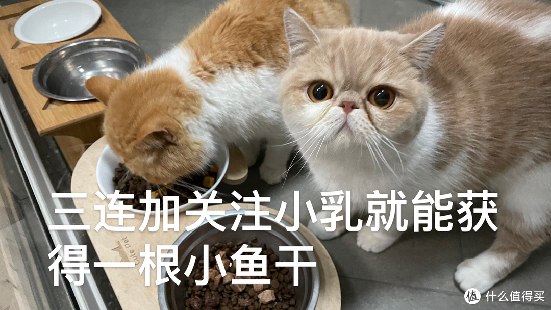 告别进口溢价，超好用的国产性价比猫砂推荐