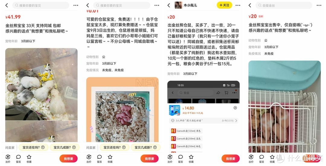 除了不方便陪你逛街，别的甚至更好——仓鼠类宠物饲养漫谈篇一：购买