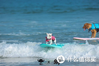 狗狗盛世！狗狗冲浪大赛来啦～和狗狗一起冲浪要准备什么？