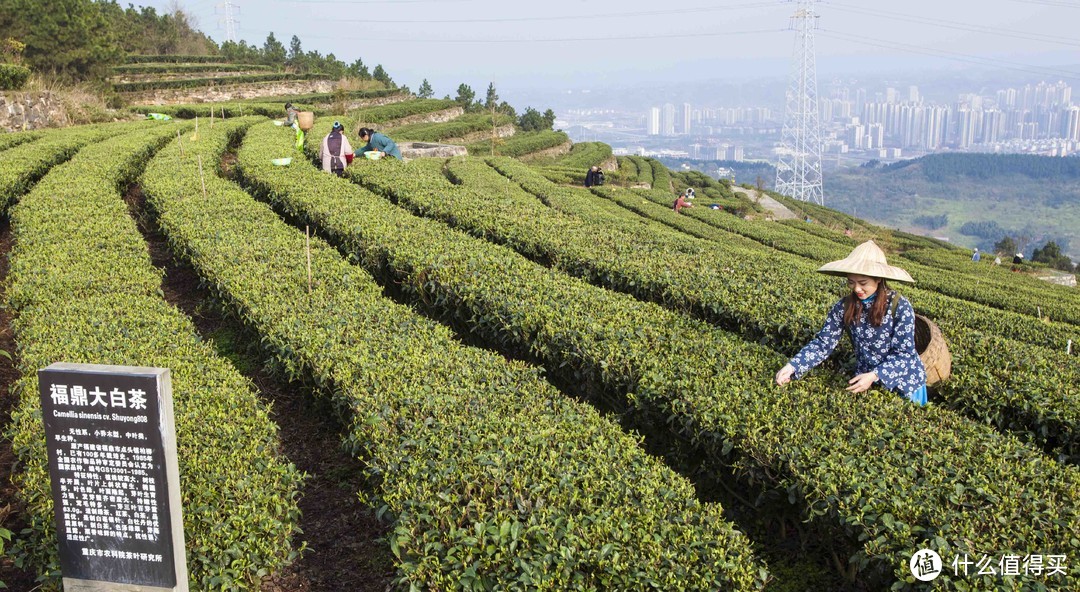 茶叶科普浅谈 永川秀芽科普&推荐