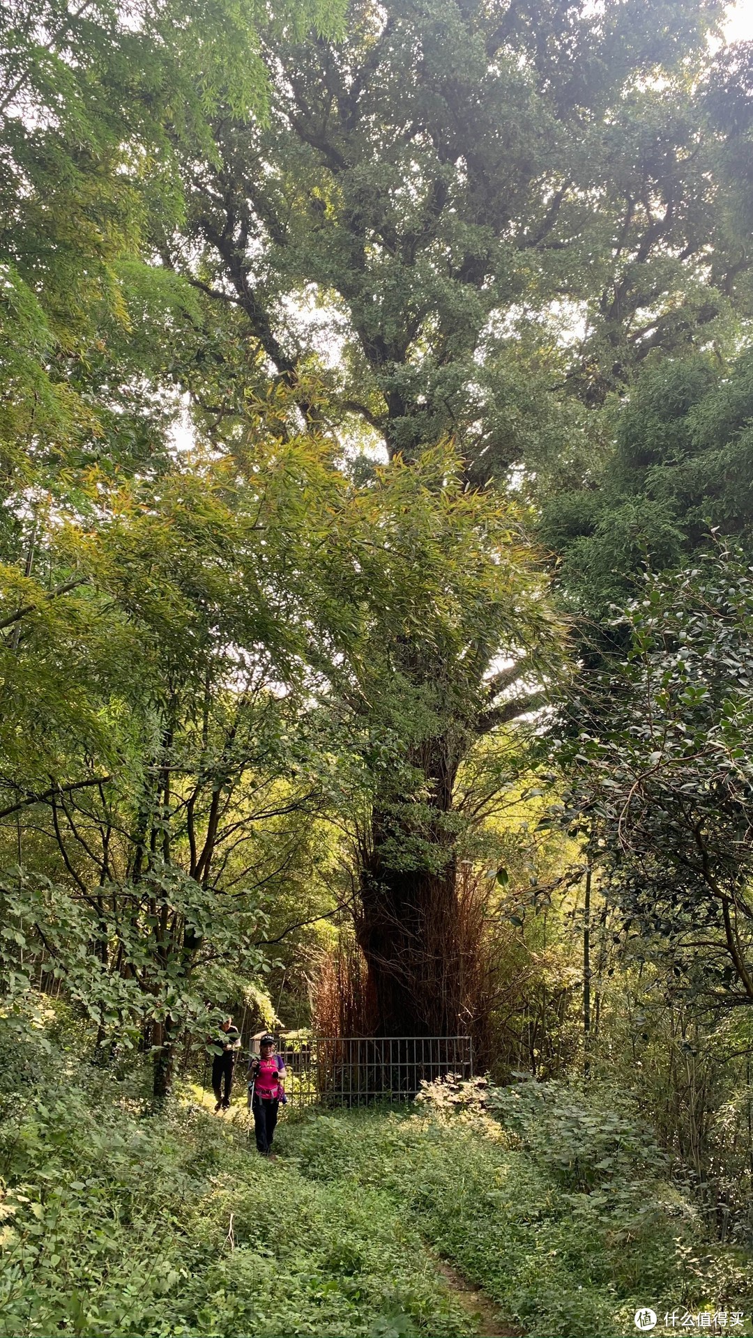 如何登上庐山最险峻的幡杆峰，附出行攻略（建议收藏）