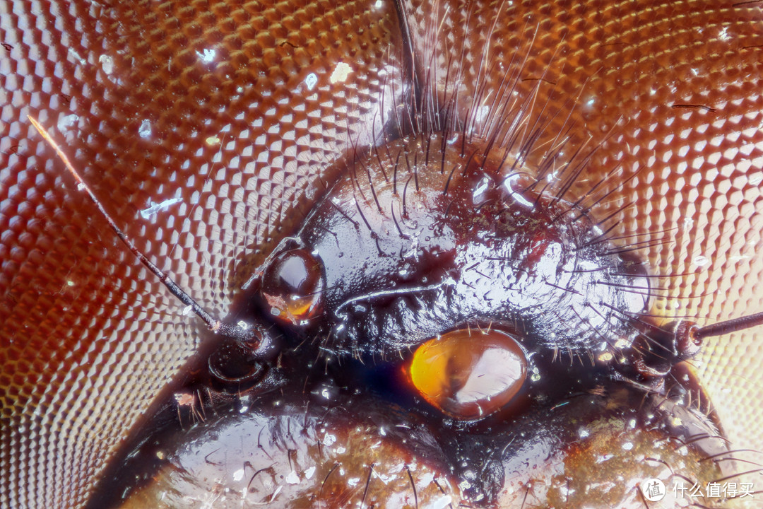 在4倍显微镜下，这货这样，话说蜻蜓除了复眼之外，真的还有3只眼耶。