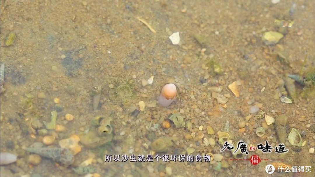 广东湛江，一种海鲜常吓的游客不敢动筷，却有“天然味精”的称号