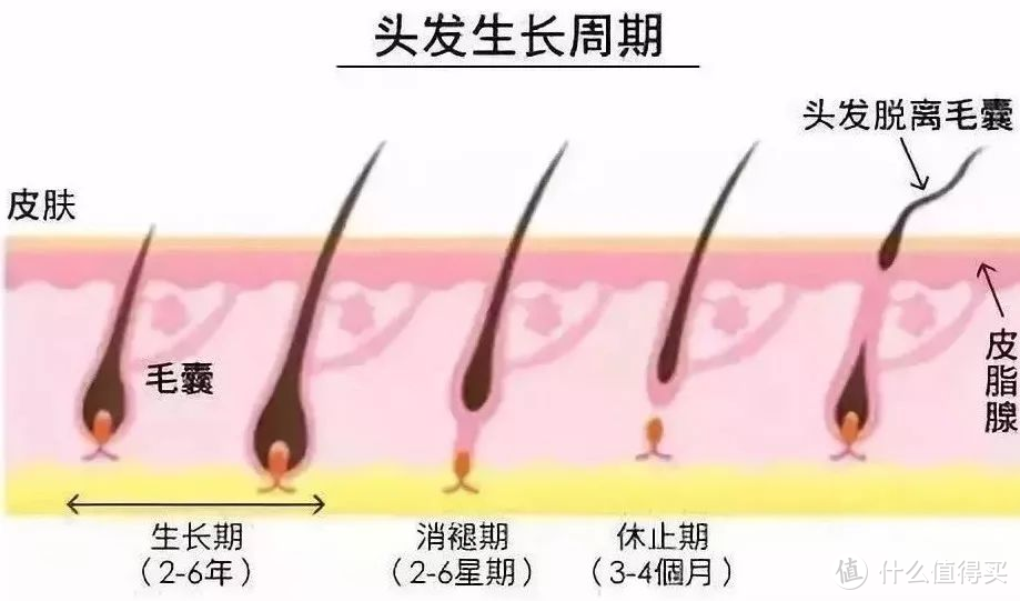 面对「秃」如其来的意外，我绝不认输， 侃侃五年防脱发经验分享，全是干货欢迎收藏