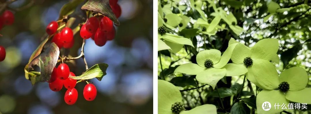茱萸之于重阳，好比艾叶之于端午。如今多见的结出红色果实的为山茱萸（图左），而古人常用的则是散发香气的吴茱萸（图右）。©图虫创意