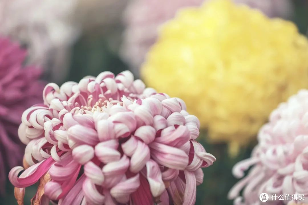 颜色各异的菊花争奇斗艳 ©图虫创意