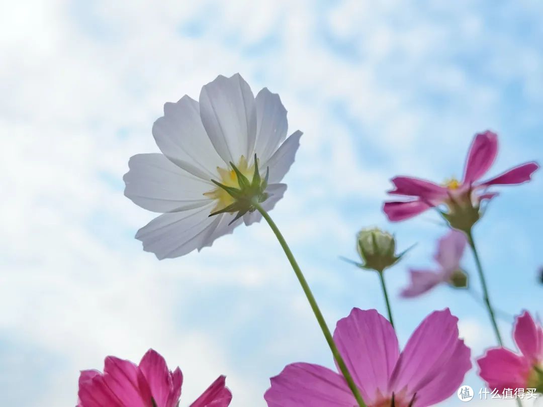格桑花是波斯菊的一种，也是高原上生命力最顽强的野花的代名词。©图虫创意