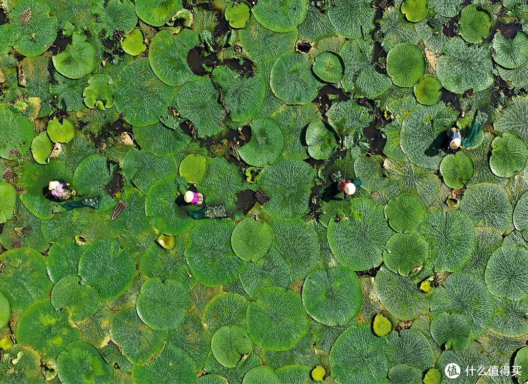 淮安市洪泽区岔河镇农民在采摘菱角 ©️图虫创意