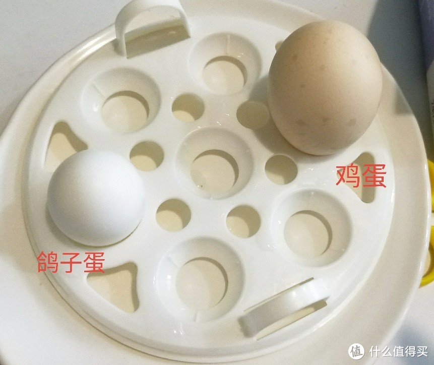 鸽子蛋和鸡蛋对比图片