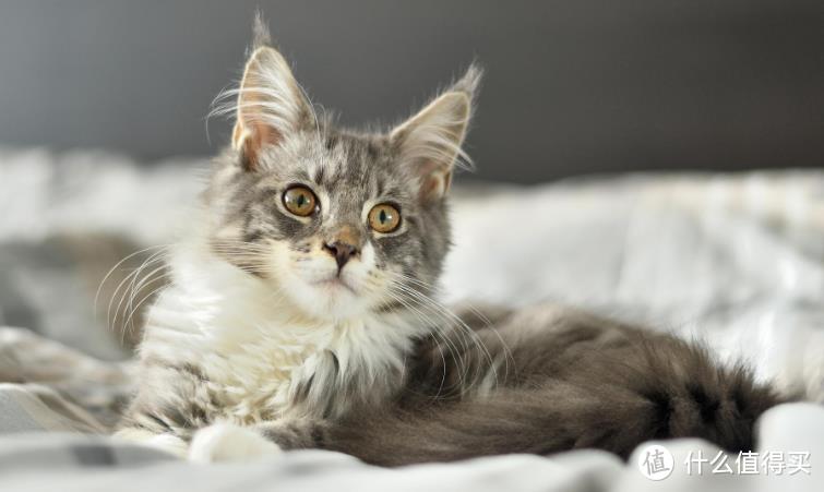 猫咪怎么“化”毛，猫化毛球片和猫用营养化毛膏哪个效果更好？
