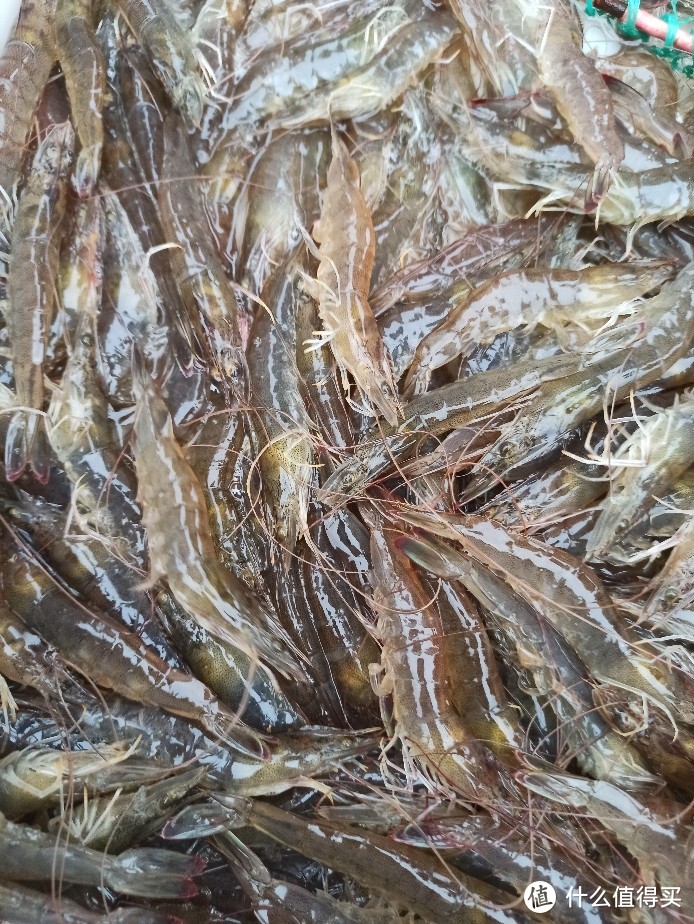 4斤基围虾做椒盐味和酥虾
