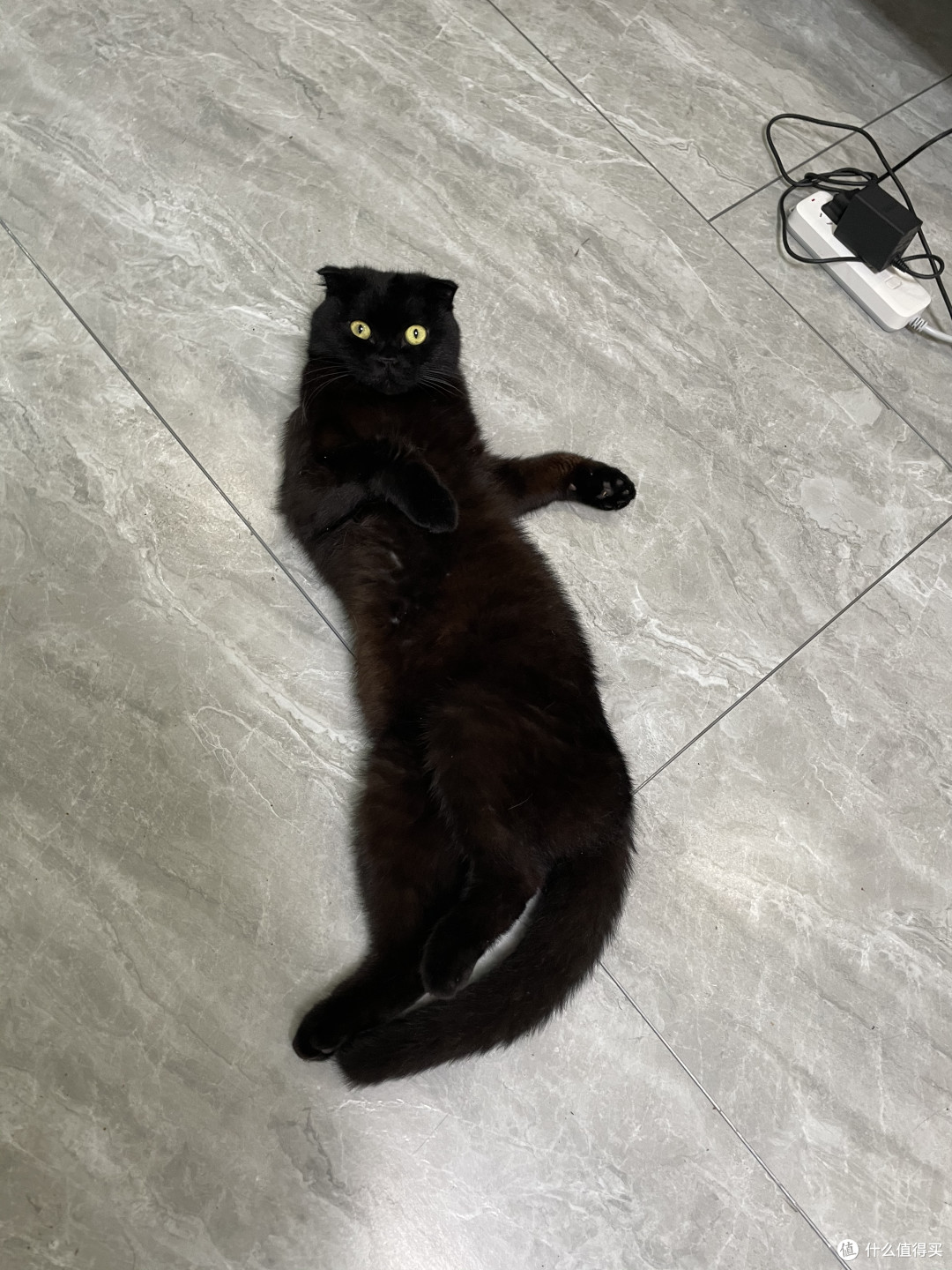 荣荣猪成长日记之如何骗猫咪喝水 宠物主粮 什么值得买 荣荣猪成长日记之如何骗猫咪喝水 宠物主粮 什么值得买
