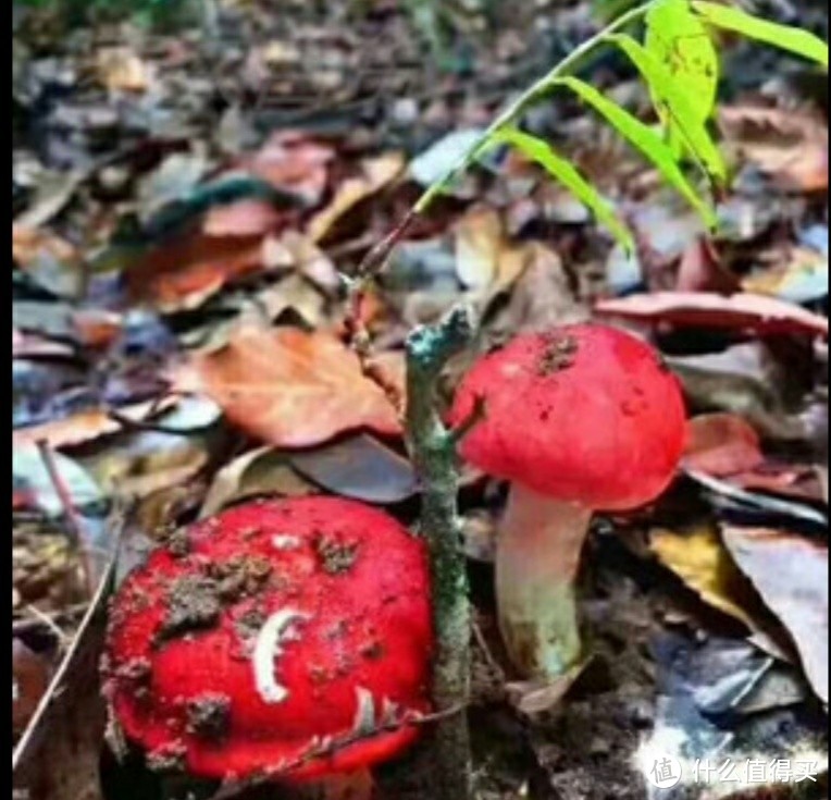 新鲜的长这样