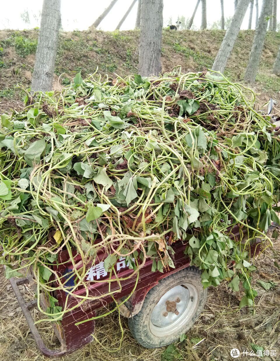 盘点那些非主流蔬菜食材，你爱吃吗？