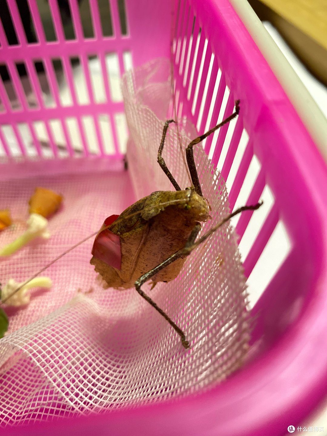 扣留楼下"扰民大娘"整月记