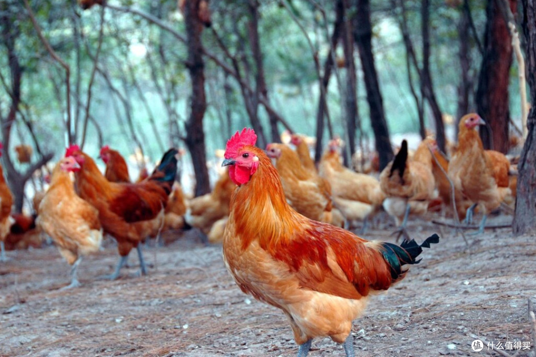 市井生活 篇七十二:中国土鸡12大排名来了,都是上等佳品,贵点也值了
