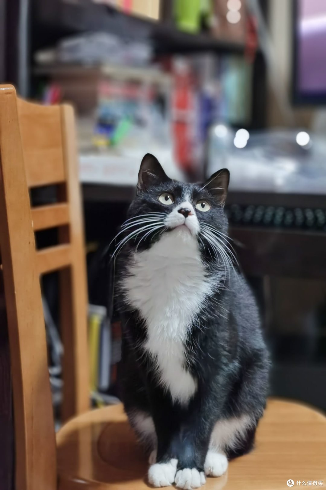 养三只猫是一种怎样的体验 过来人的养猫 劝退 指南 宠物用品 什么值得买