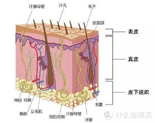 油腻扁塌、脱发异味？双11抄作业，头皮护理难题多快好省一波带走