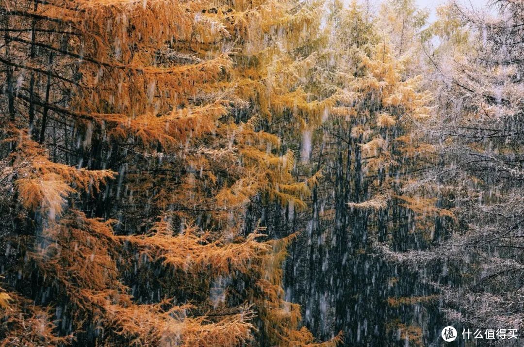 大兴安岭林场8月底已有初霜到访，霜降前后通常已降下初雪。©图虫创意