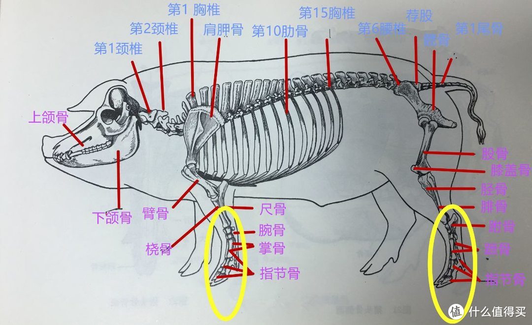 买猪蹄时，你能分清“前蹄”和“后蹄”吗？4个区别教你辨别，猪蹄口感差别大，别买错了