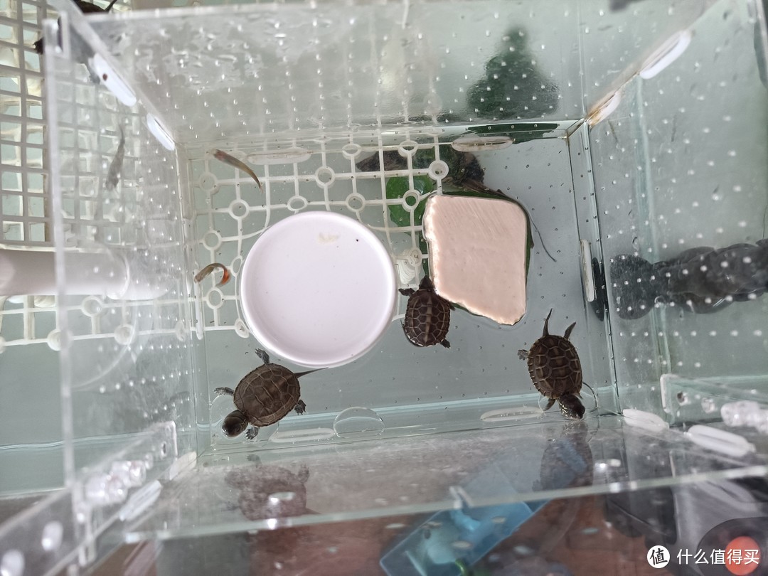 从出壳养到大的浪漫，乌龟蛋孵化选购经验谈及小龟过冬装备推荐