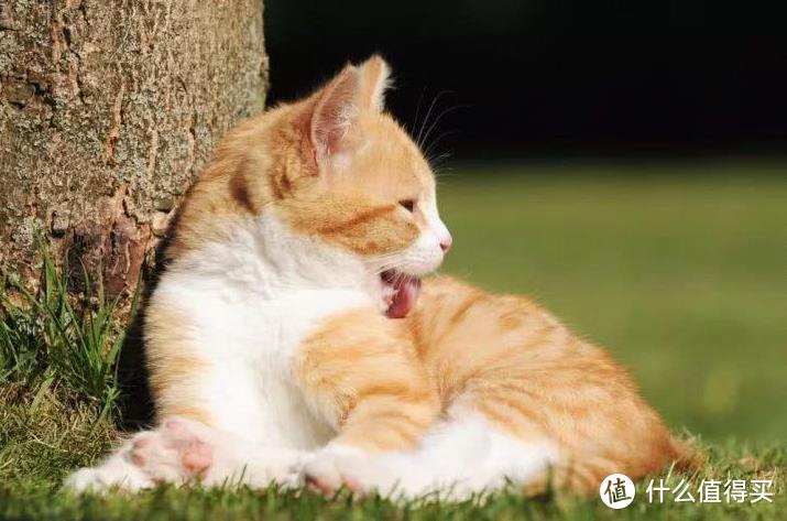 猫咪拉稀怎么调理，幼猫用益生菌有效吗？