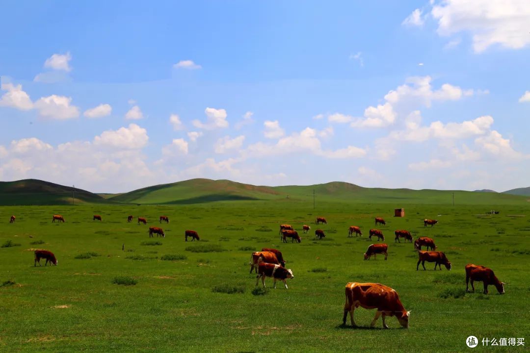 内蒙古草原牛 08 图虫创意