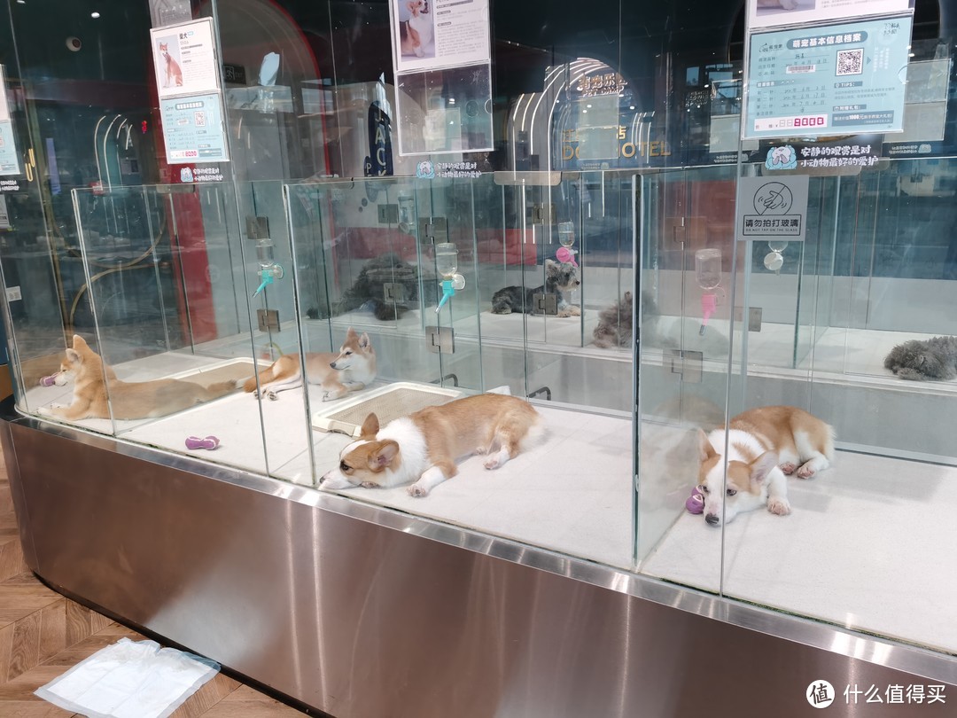 南京丨亚洲最大的宠物乐园极宠家，可以免费玩的萌宠乐园