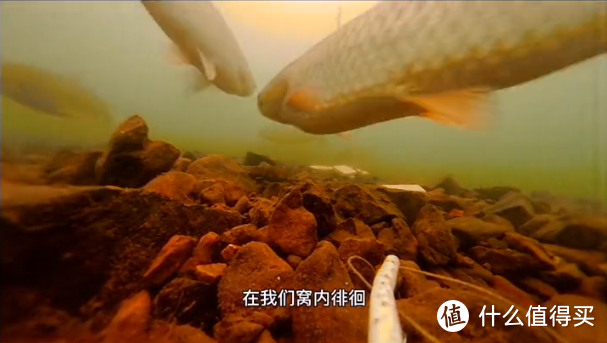 视频博主@杨多余——水下测试