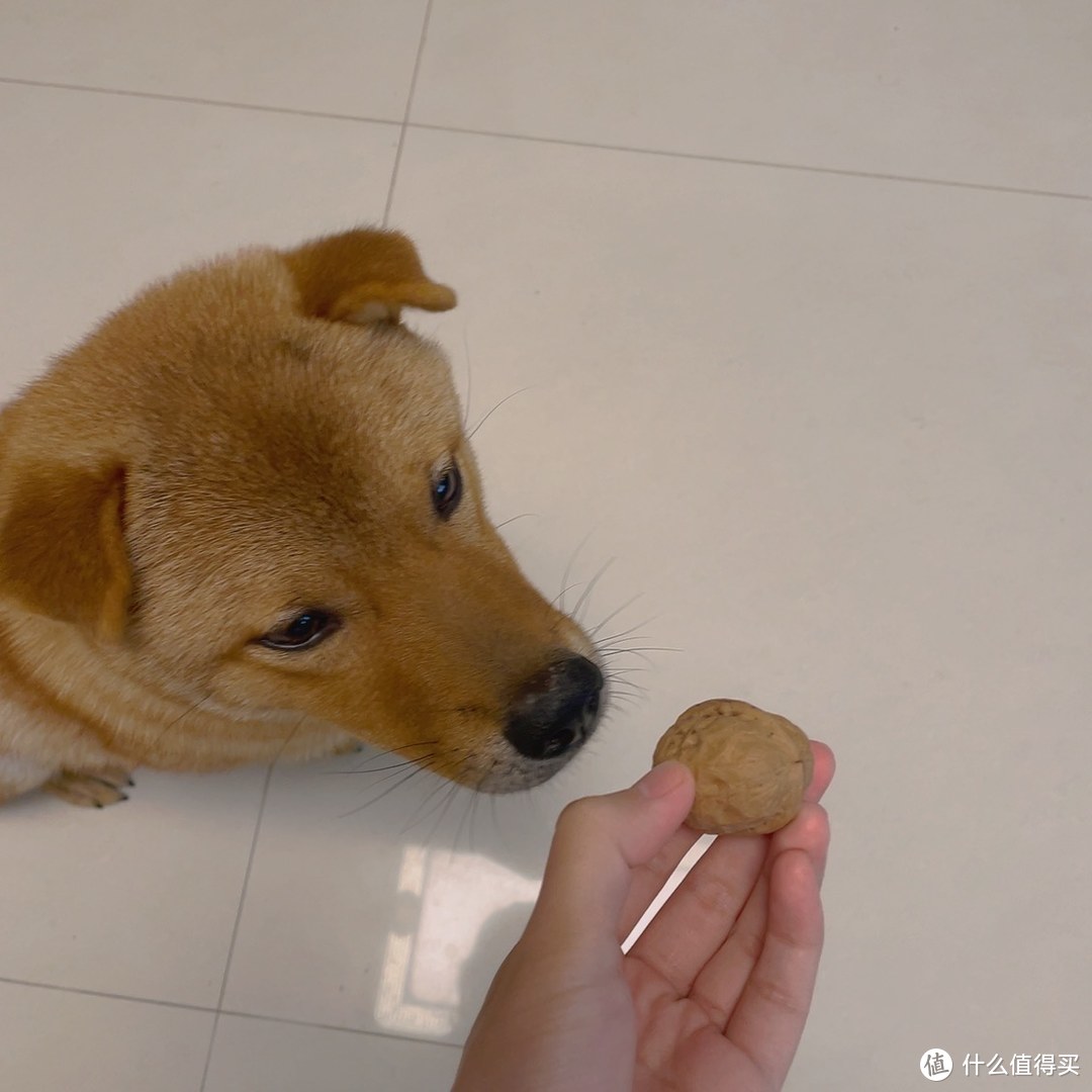 旺仔与多多的日常饮食推荐和生活日常分享