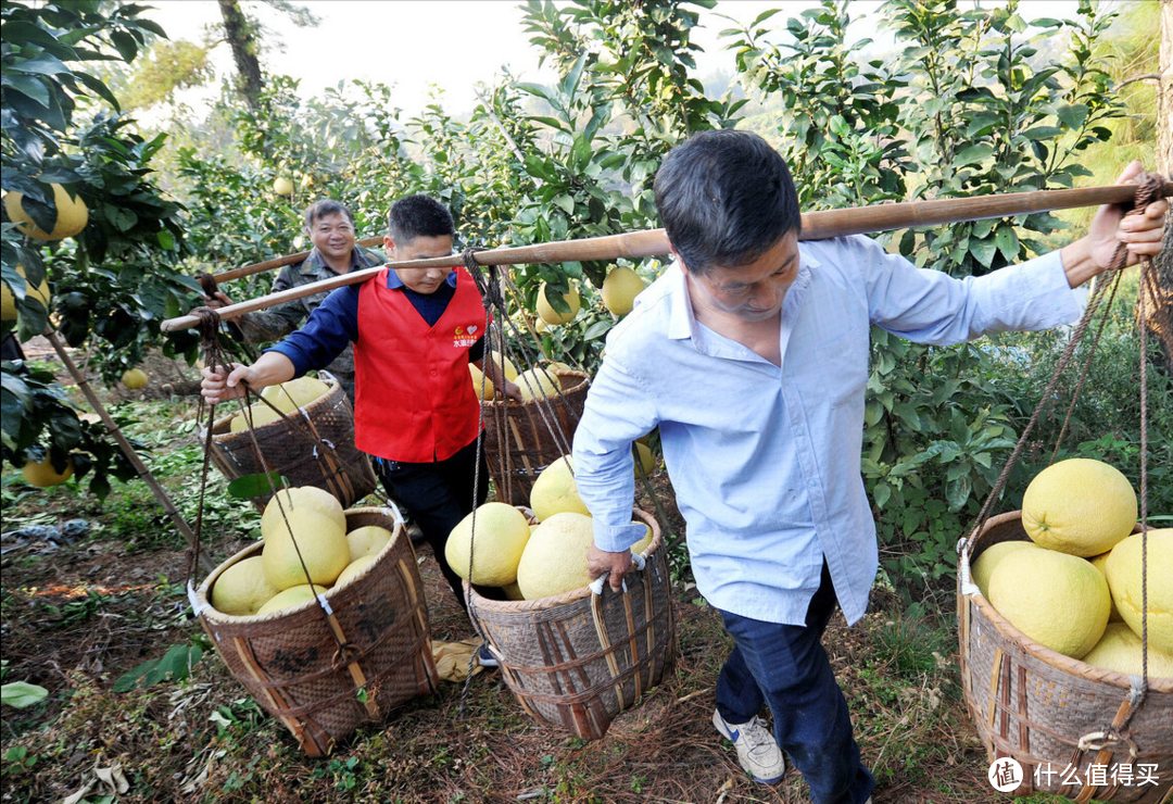 冬天买柚子，选尖还是选圆？老果农：牢记这5点，买到的柚子甜美多汁