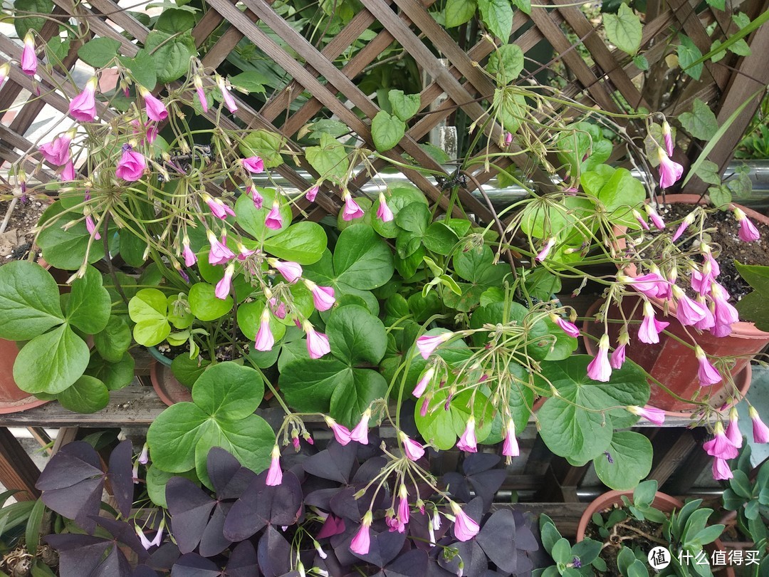 立冬后，珠三角某花园一角，繁花依旧系列-1